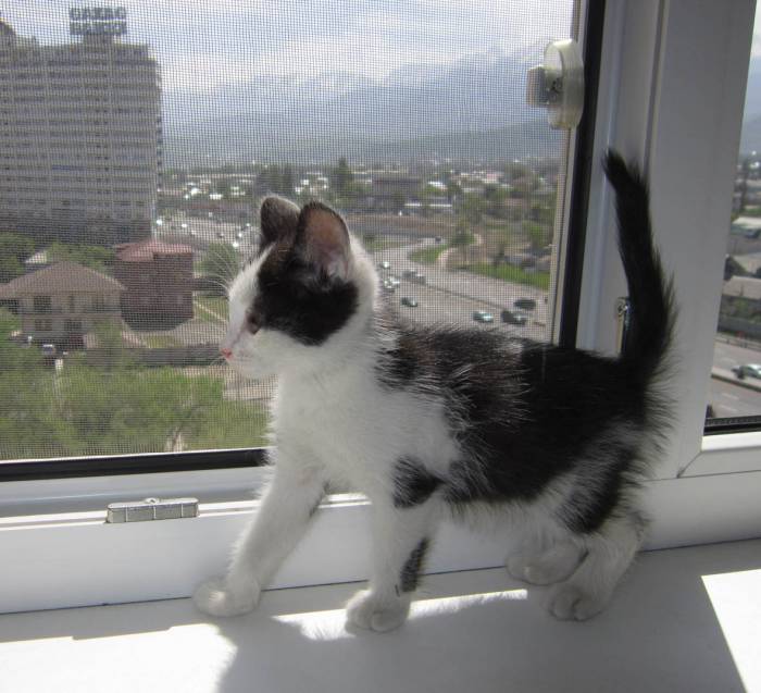 Очень ласковый и игривый котенок ищет любящих хозяев, фотография 2