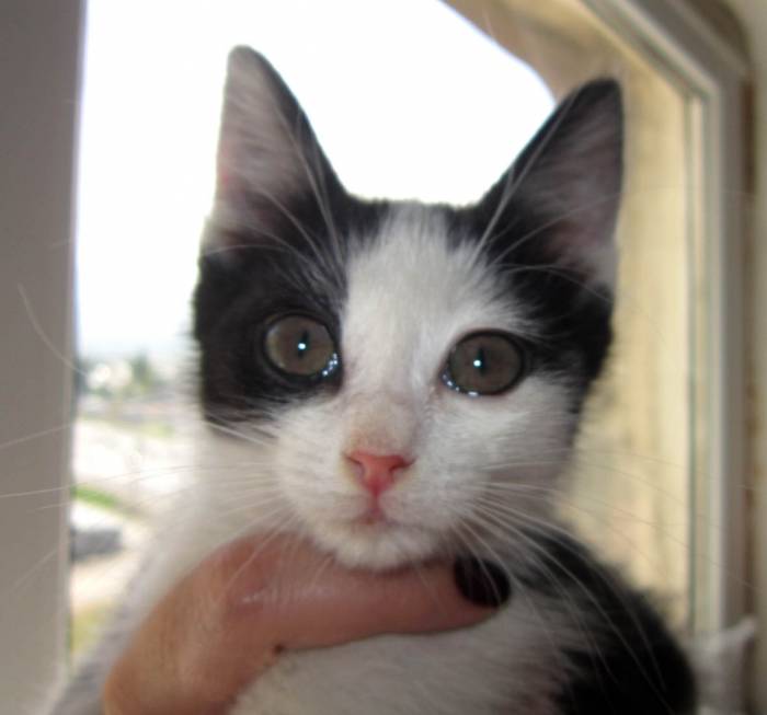 Очень ласковый и игривый котенок ищет любящих хозяев, фотография 3