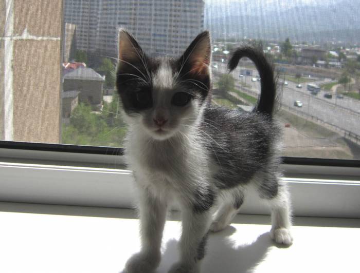 Очень ласковый и игривый котенок ищет любящих хозяев, фотография 5