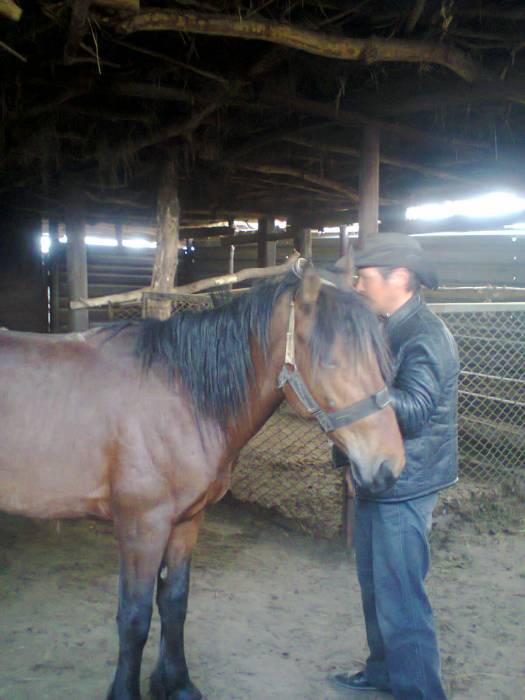 Продам Жеребца 3 года, фотография 1