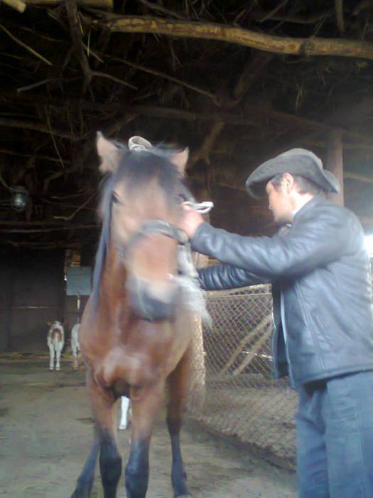 Продам Жеребца 3 года, фотография 2