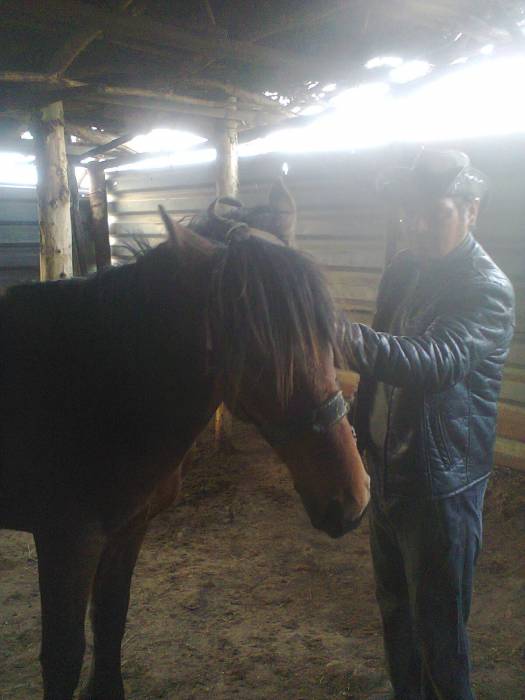 Продам Жеребца 3 года, фотография 3