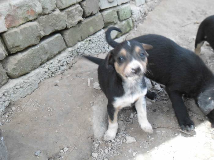 Отдам щенков в добрые руки!, фотография 5