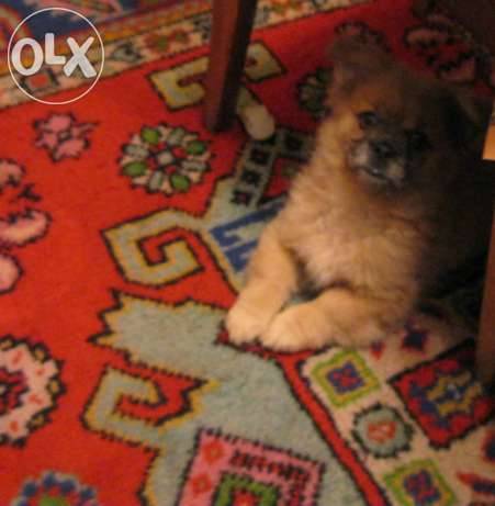 Отдам злую собаку в хорошие руки!!!, фотография 2