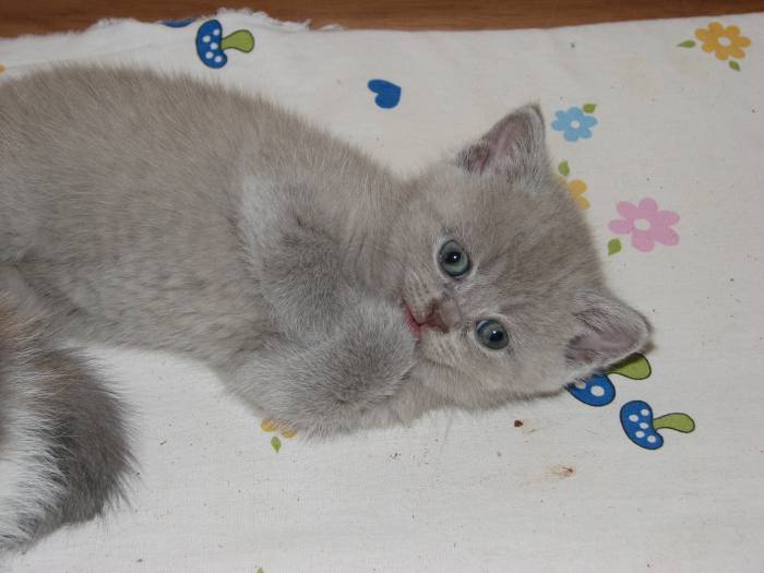 Продаются шотландские котята, фотография 1