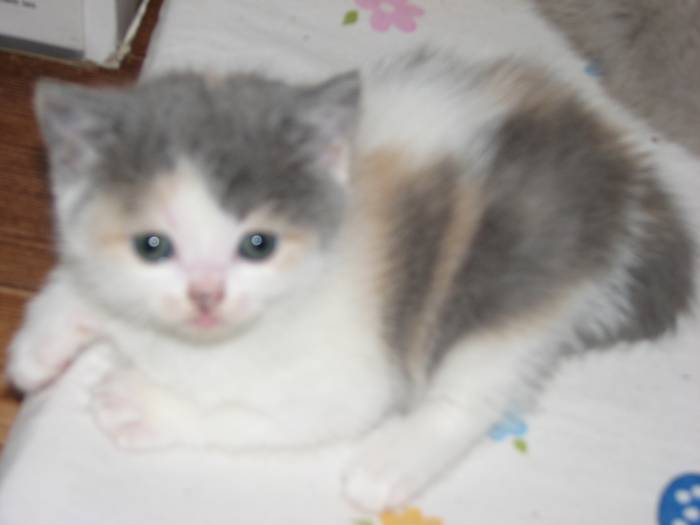 Продаются шотландские котята, фотография 2