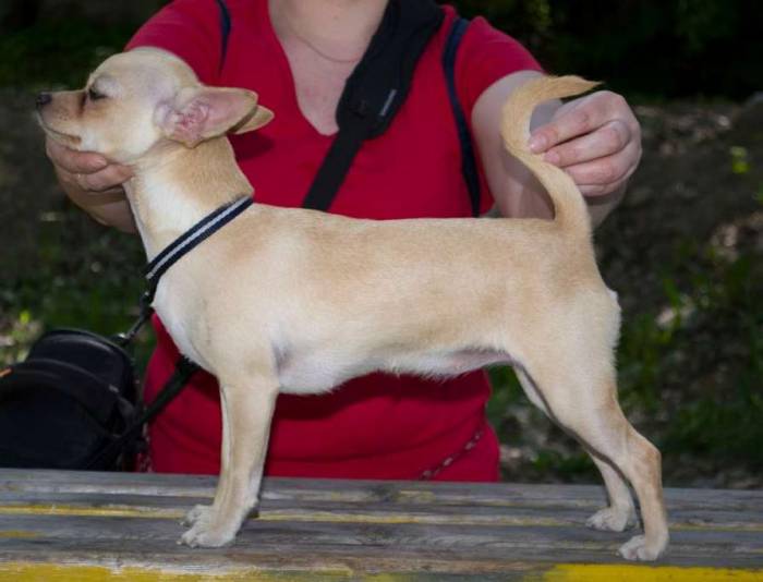 Продается девочка Чихуахуа гш, фотография 1