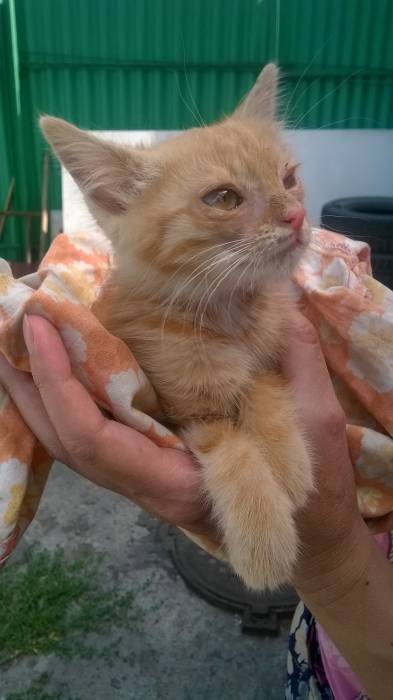 Отдам котенка!, фотография 1