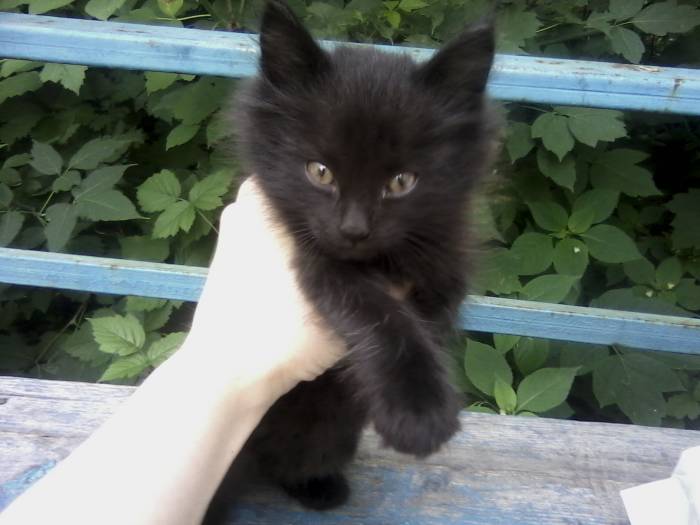 Котенок ищет дом!, фотография 1