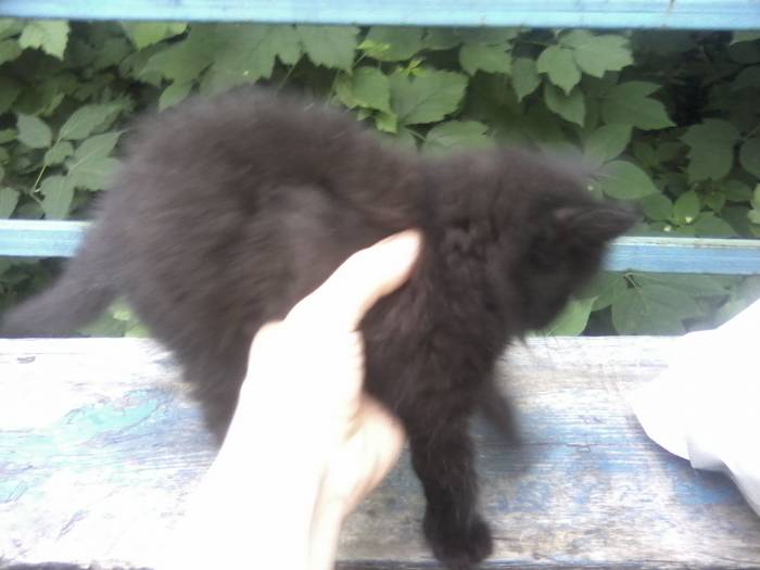 Котенок ищет дом!, фотография 2