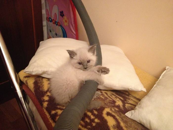 Отдам в хорошие руки котенка!, фотография 1