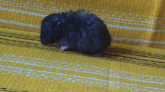 Хомяки сирийские, фотография 3