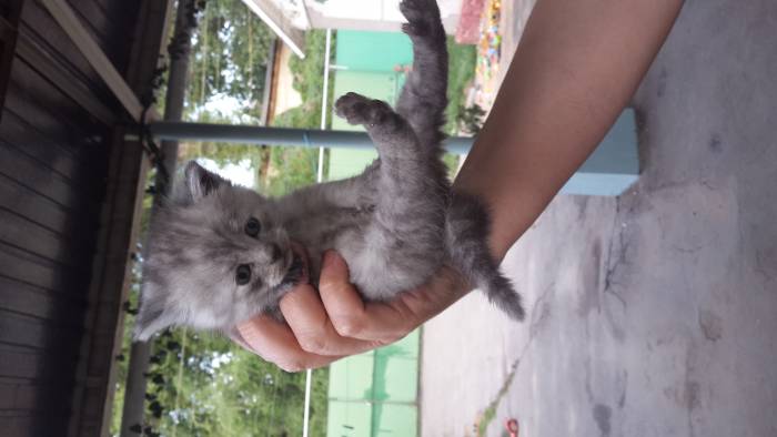 отдам котят шотландской вислоухой кошки, фотография 1