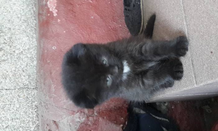 отдам котят шотландской вислоухой кошки, фотография 3