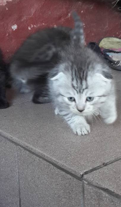 отдам котят шотландской вислоухой кошки, фотография 4