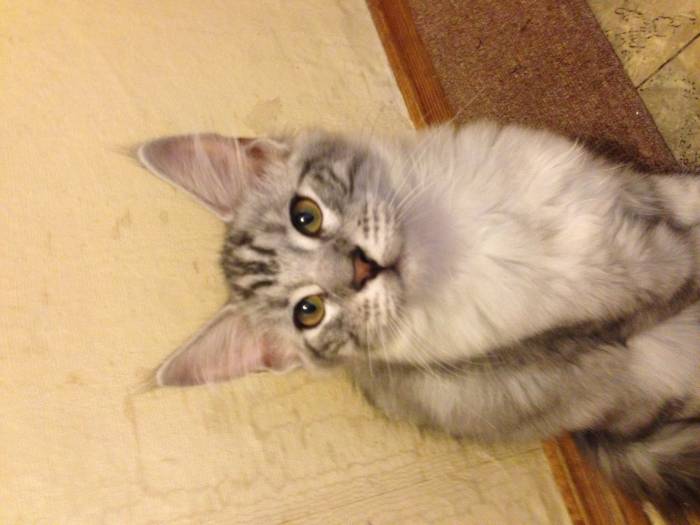 Котята Мейн-Кун , фотография 1