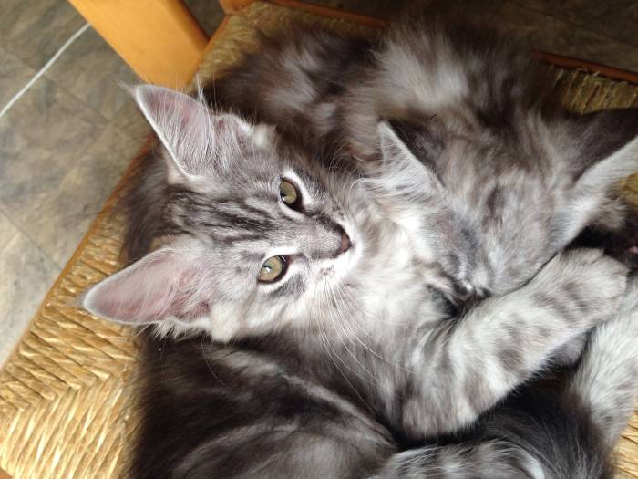 Котята Мейн-Кун , фотография 8