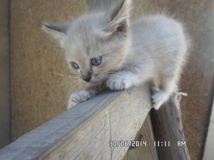 Котята ищут любящих хозяев, фотография 1