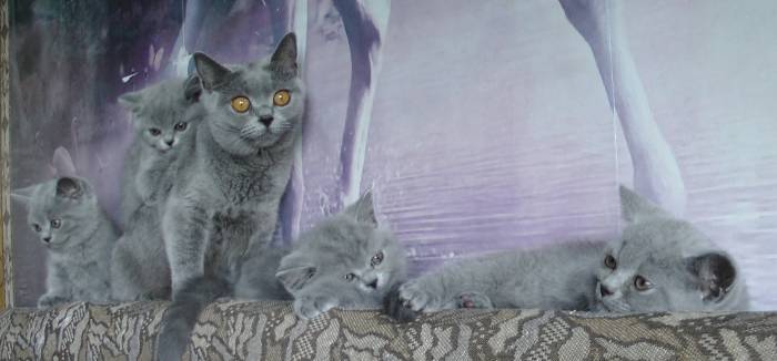 продажа британских короткошерстных котят с родословной, фотография 3