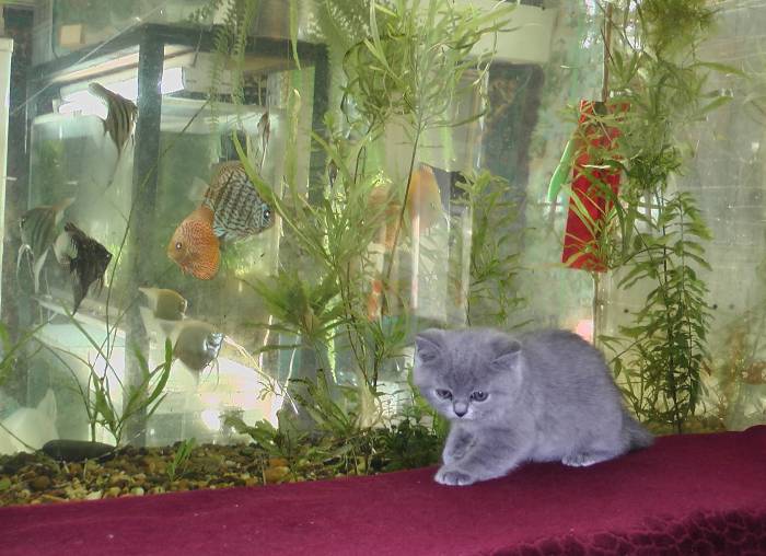 продажа британских короткошерстных котят с родословной, фотография 4