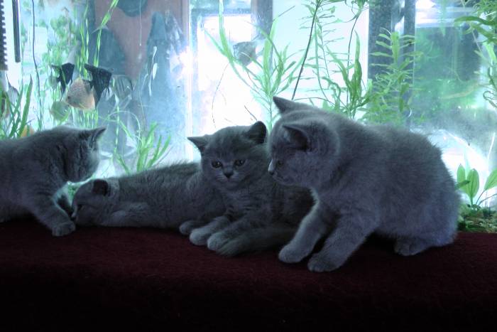продажа британских короткошерстных котят с родословной, фотография 5