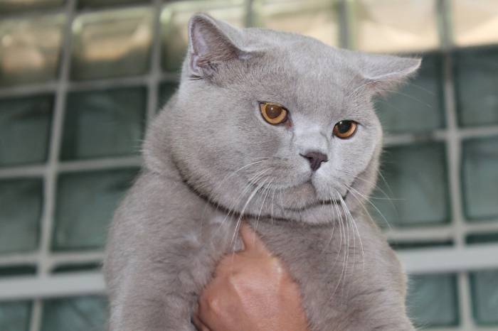 продажа британских короткошерстных котят с родословной, фотография 10