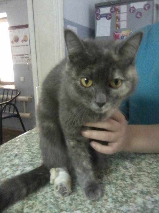 Очень дообрая кошечка ищет хозяина!, фотография 1