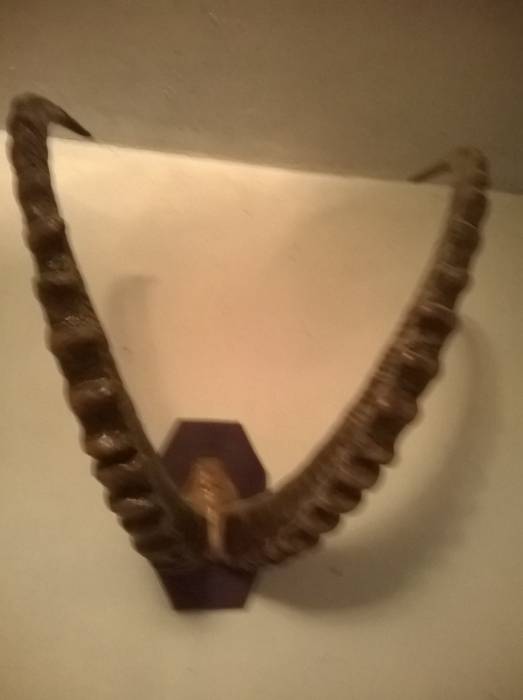 рога архара, фотография 1