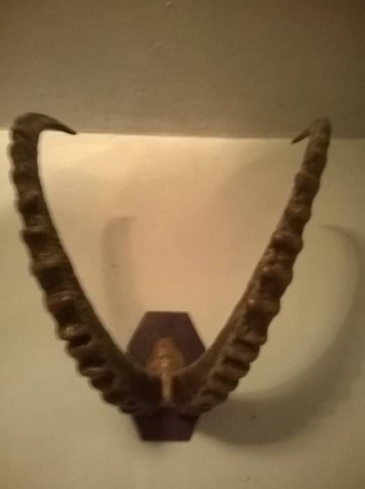 рога архара, фотография 2