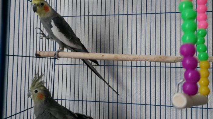 попугаи, фотография 2