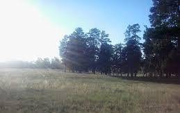 Продам участок в лесу в Акколе около Астаны, фотография 1