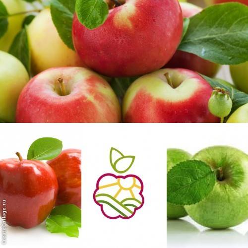 Саженцы яблонь Антоновки в Алматы, оптом ив розницу., фотография 1