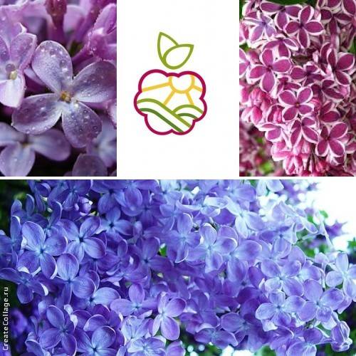 Саженцы алычи в Алматы.  , фотография 1