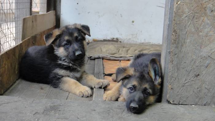 Продаются щенки немецкой овчарки с родословной, фотография 2