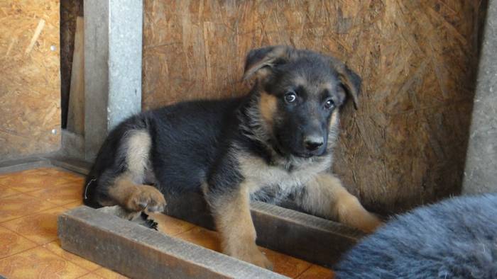 Продаются щенки немецкой овчарки с родословной, фотография 3
