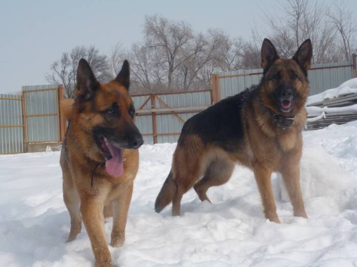 Продаются щенки немецкой овчарки с родословной, фотография 4