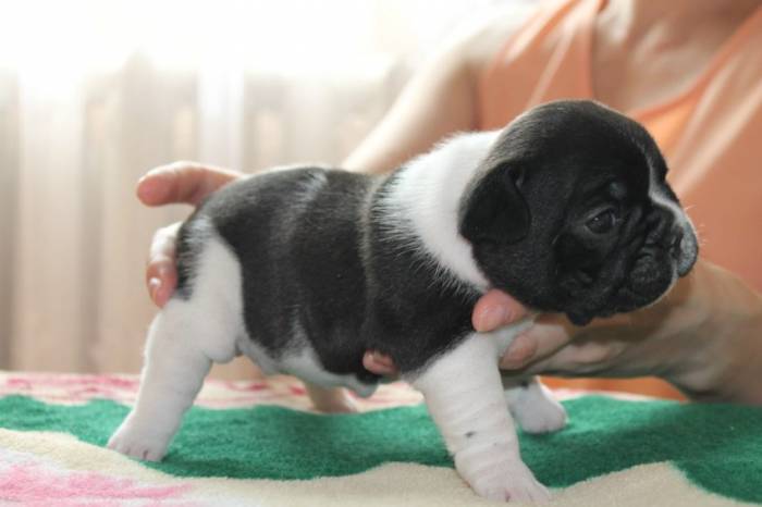 щенки французский бульдог с документами, фотография 1