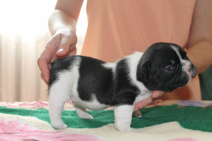 щенки французский бульдог с документами, фотография 2