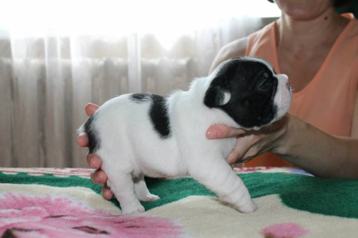 щенки французский бульдог с документами, фотография 3