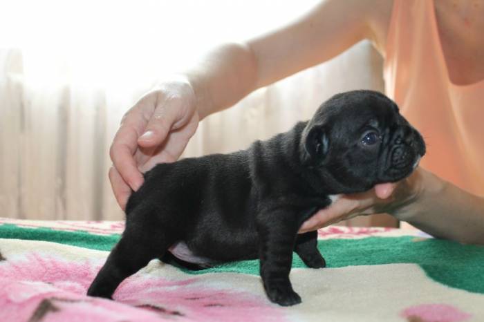 щенки французский бульдог с документами, фотография 4