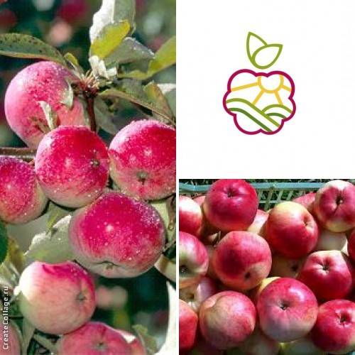 Саженцы яблони «Конфетное» в Алматы оптом и в розницу., фотография 1