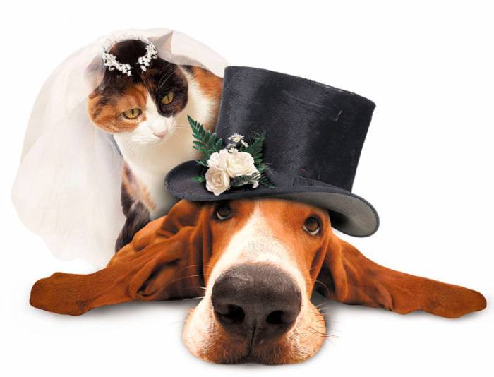 профессиональная фотосьемка, фотография 1