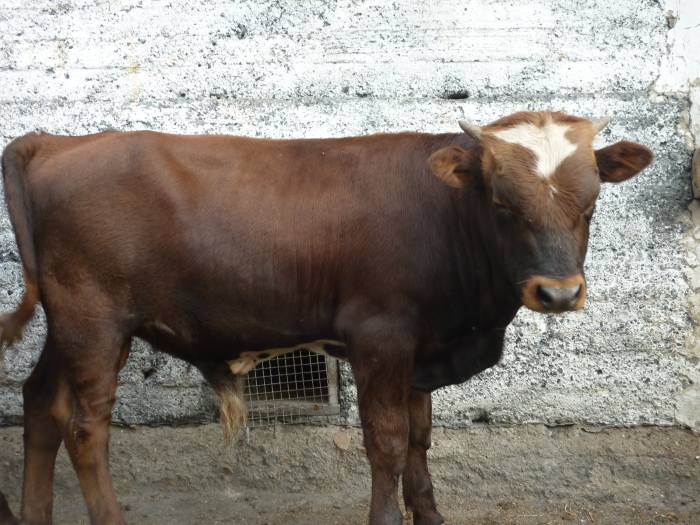 Продаю породистые бычки 6 7 месяцев, фотография 2