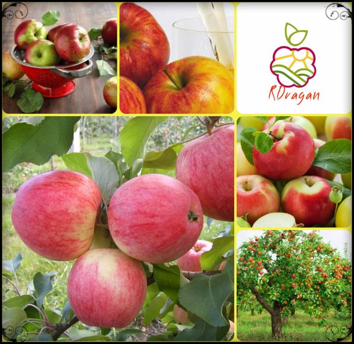 Саженцы яблони «Мечта» в Алматы., фотография 1