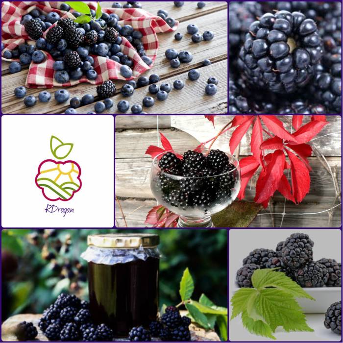 Ежевика саженцы в Алматы., фотография 1