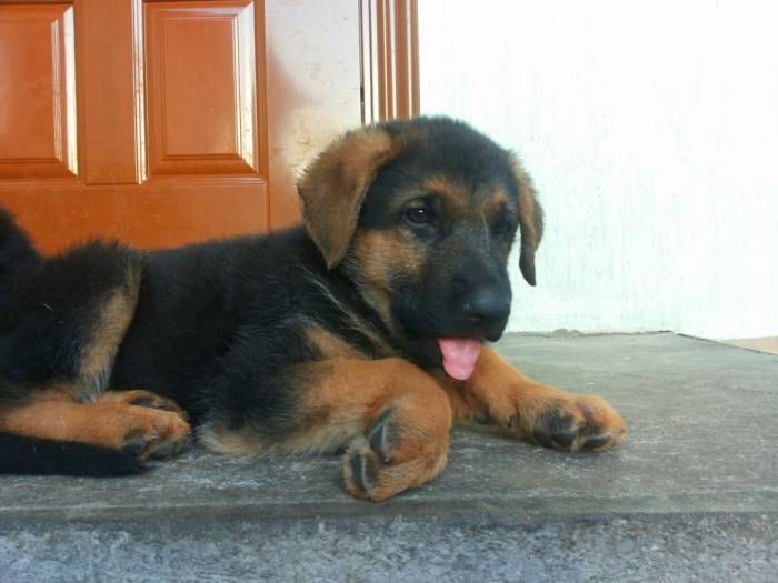 Щенки немецкой овчарки, фотография 2