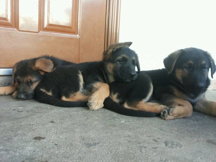 Щенки немецкой овчарки, фотография 3