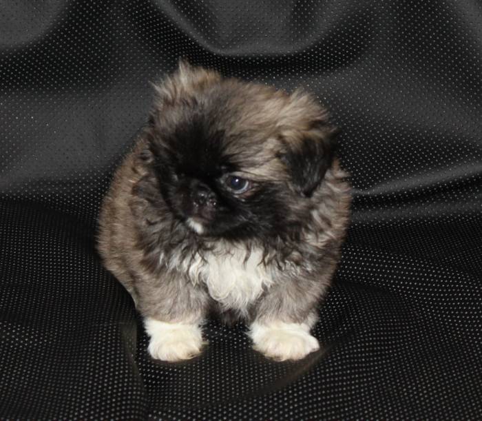 Королевские пекинесы, фотография 1