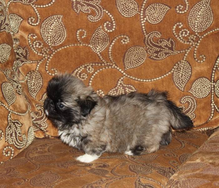 Королевские пекинесы, фотография 2