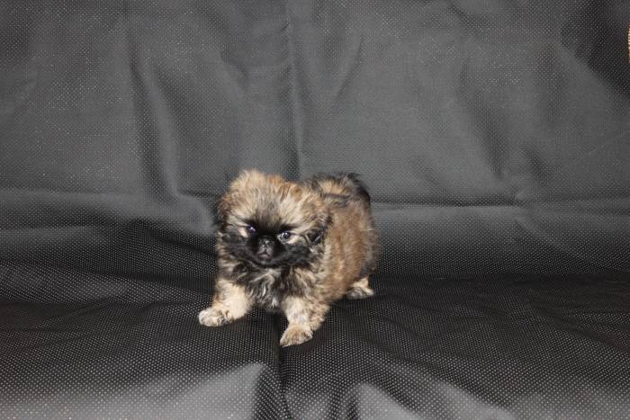 Королевские пекинесы, фотография 4